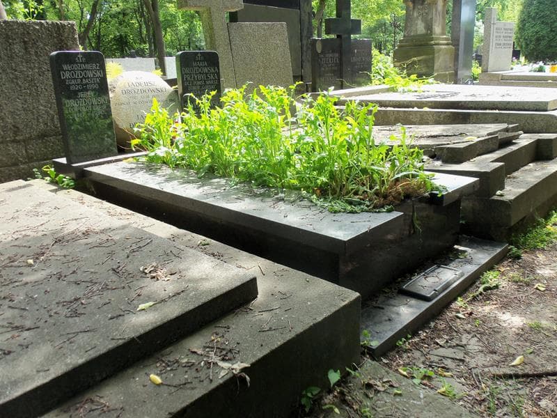 Zdjęcie grobu Maria Drozdowska Przybylska (1)