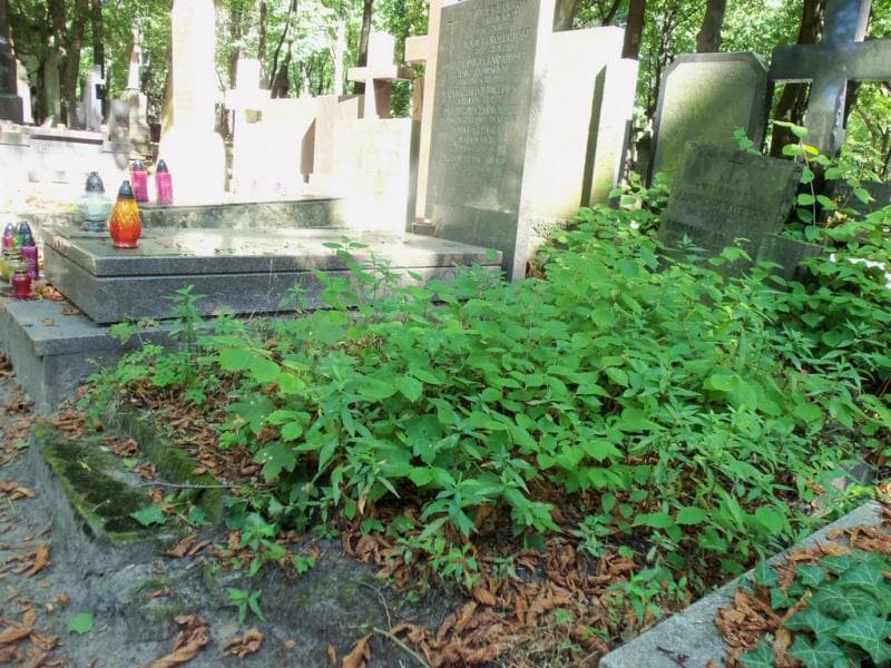 Zdjęcie grobu Bronisław Krajewski (1)