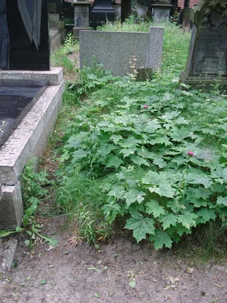 Zdjęcie grobu Anonim (1)