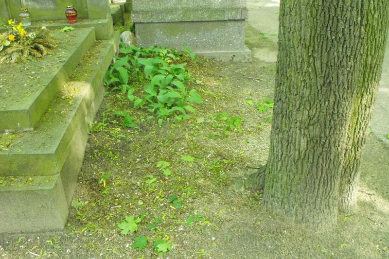 Zdjęcie grobu: Pole Grobowe