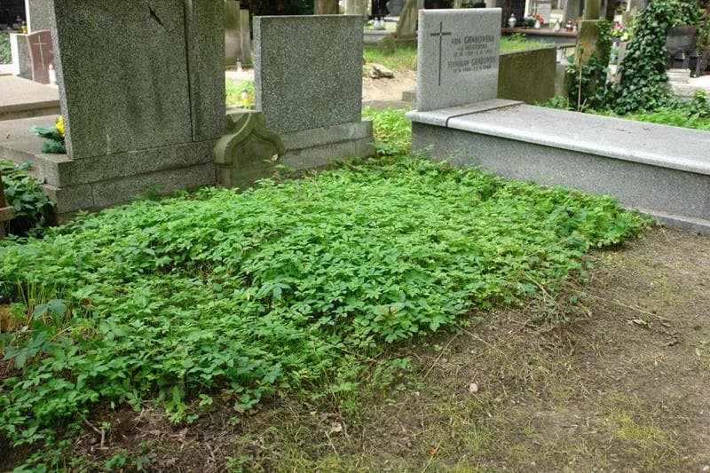 Zdjęcie grobu: Antonina Brocka