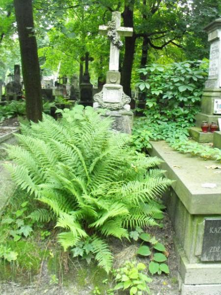 Zdjęcie grobu: Józef Lenartowski