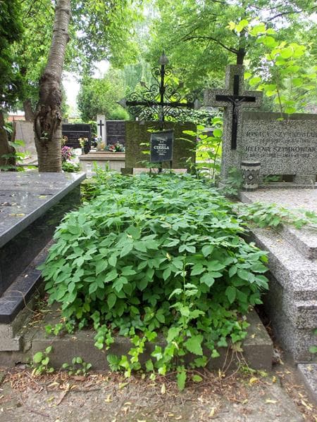 Zdjęcie grobu: Maria Cieśla