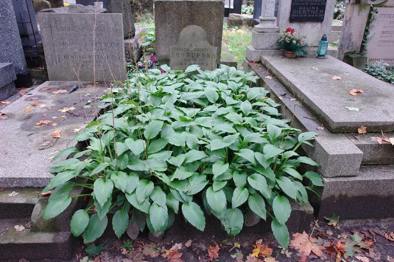 Zdjęcie grobu Czesław Hornowski (1)