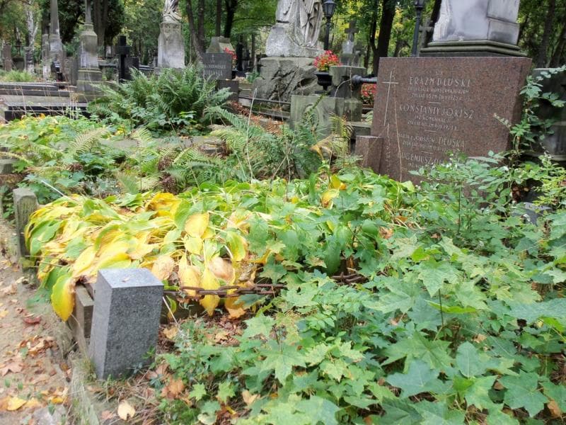 Zdjęcie grobu Eugenjusz Dłuski (1)