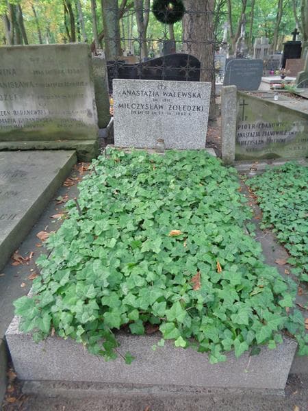 Zdjęcie grobu Mieczysław Żołędzki (1)