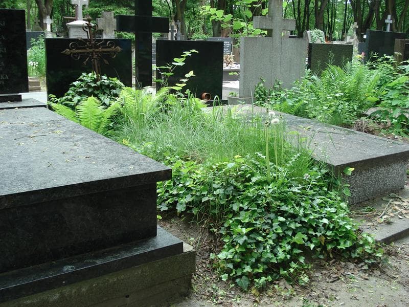 Zdjęcie grobu Stanisław Danielewicz (1)