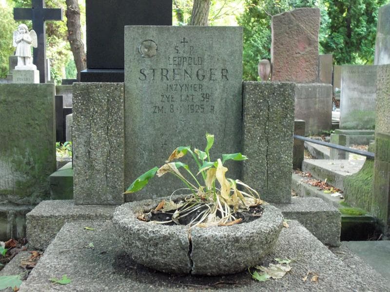 Zdjęcie grobu Leopold Strenger (2)