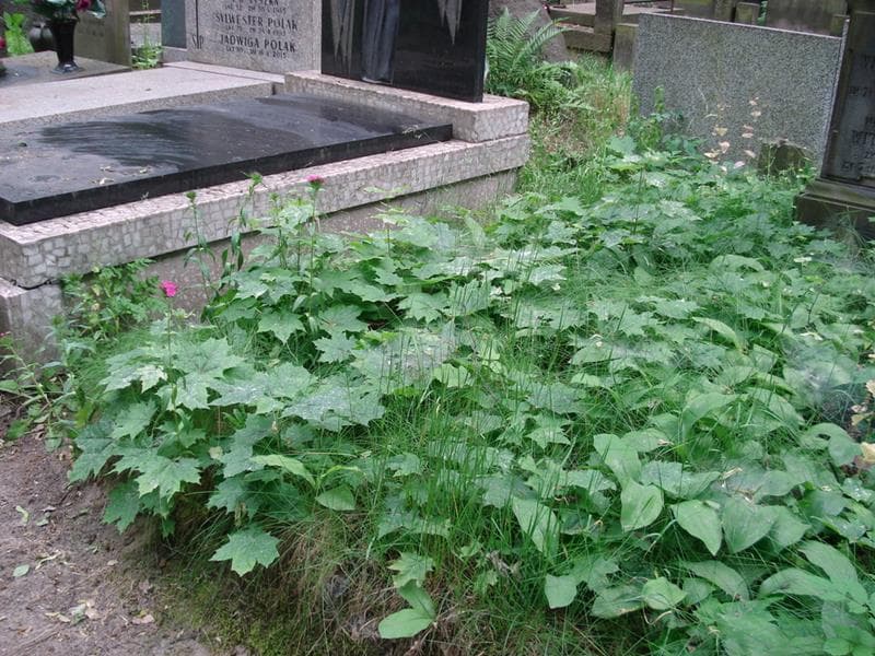 Zdjęcie grobu: Anonim