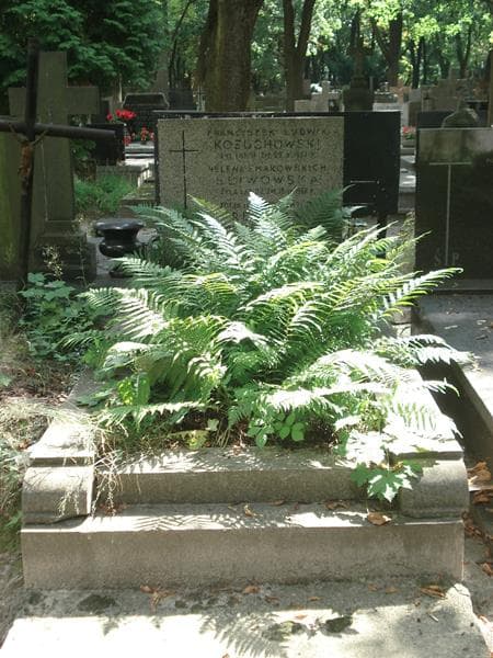 Zdjęcie grobu: Franciszek Ludwik Kożuchowski