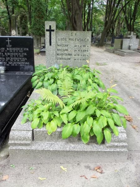 Zdjęcie grobu: Stanisław Malewski