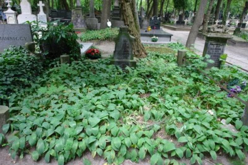 Zdjęcie grobu: Marja Żerańska