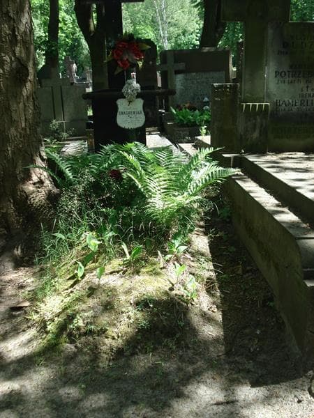 Zdjęcie grobu: Helena Kwaśniewska