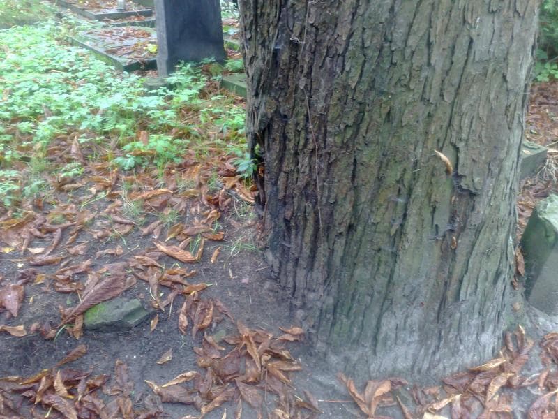 Zdjęcie grobu: Pole Grobowe