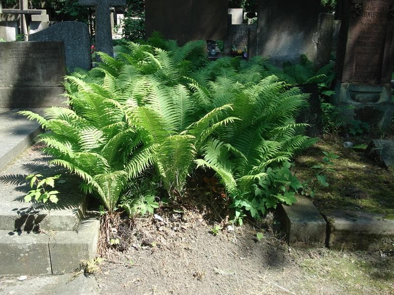Zdjęcie grobu: Pole Grobowe