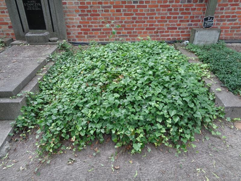 Zdjęcie grobu: Pole Grobowe