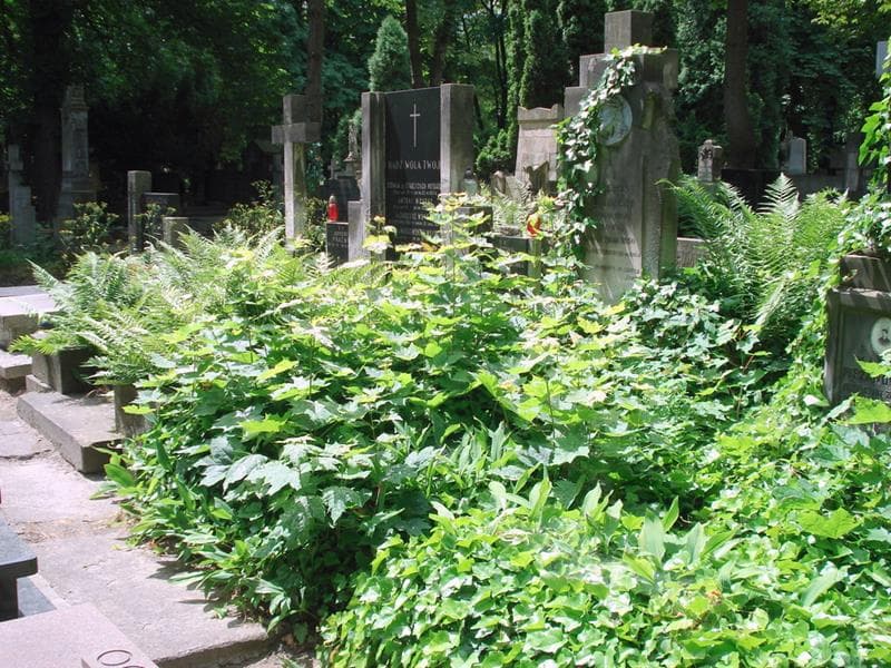Zdjęcie grobu: Seweryn Olszewski