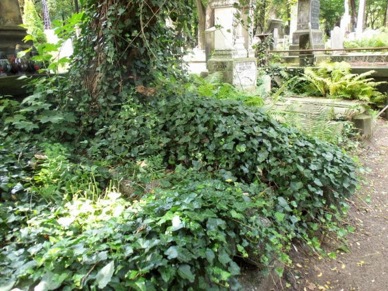 Zdjęcie grobu Maria Eugenia Chylińska (1)