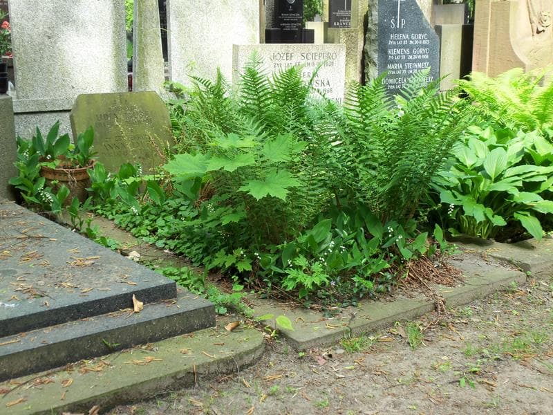 Zdjęcie grobu Lidia Taube (1)