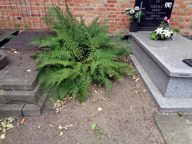 Zdjęcie grobu: Pole Grobowe