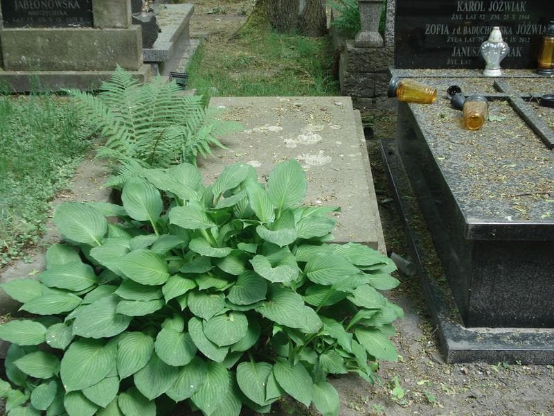 Zdjęcie grobu: Maria Wolmanowa
