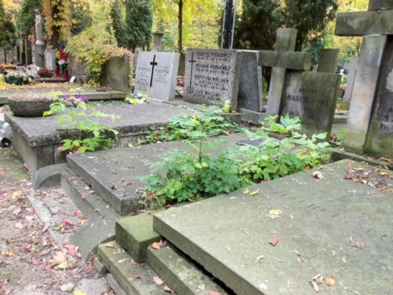 Zdjęcie grobu Anatol Marczewski (1)