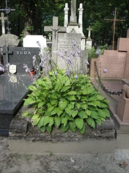 Zdjęcie grobu: Teofila Gorlewska
