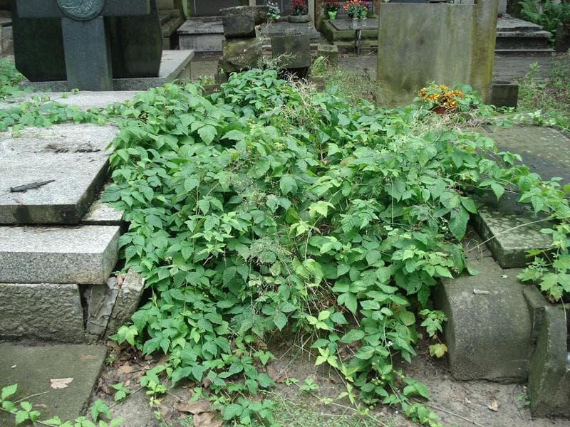 Zdjęcie grobu: Pole Grobowe