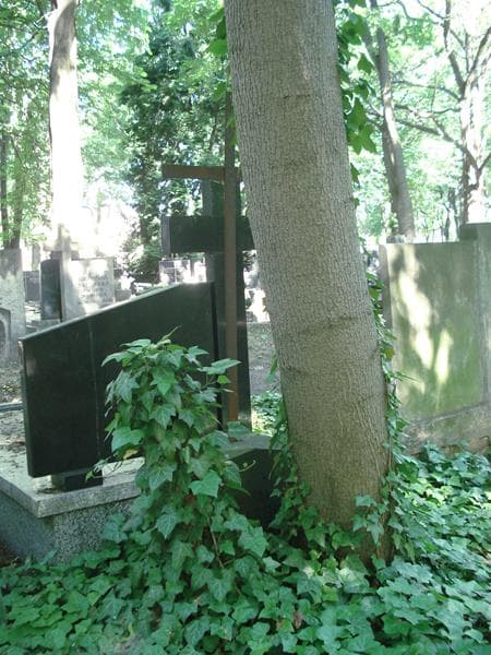 Zdjęcie grobu Witold Rymaszewski (1)