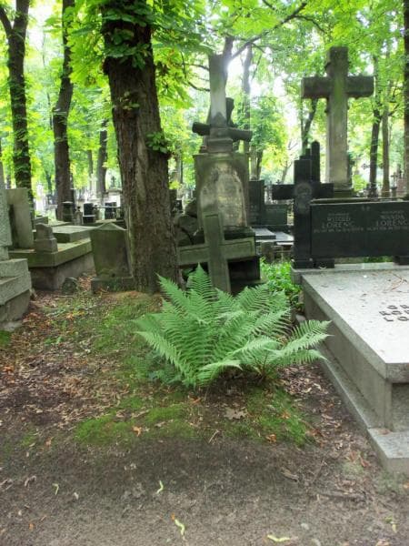 Zdjęcie grobu: Bronisława Bujnicka