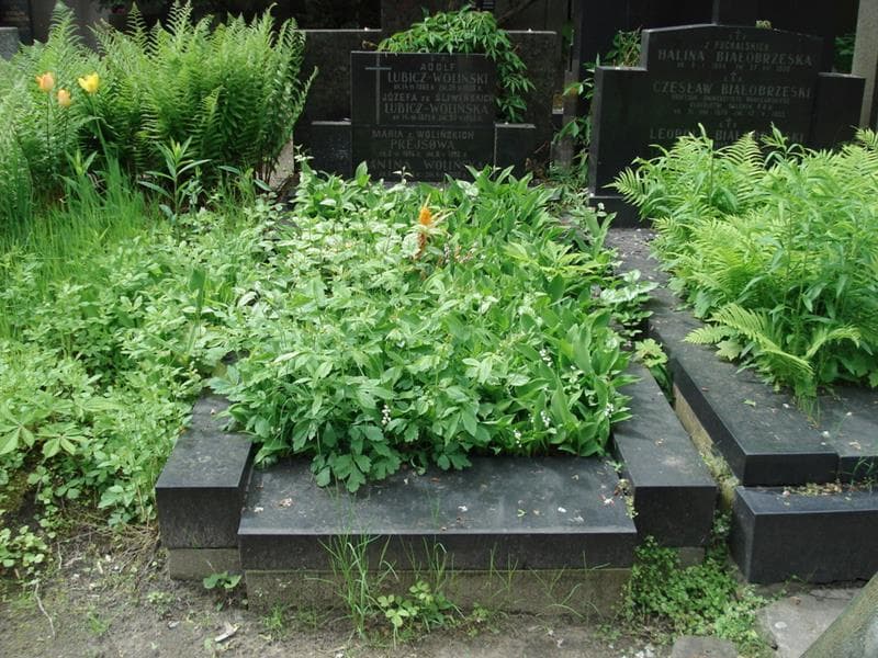 Zdjęcie grobu Adolf Lubicz-Woliński (1)