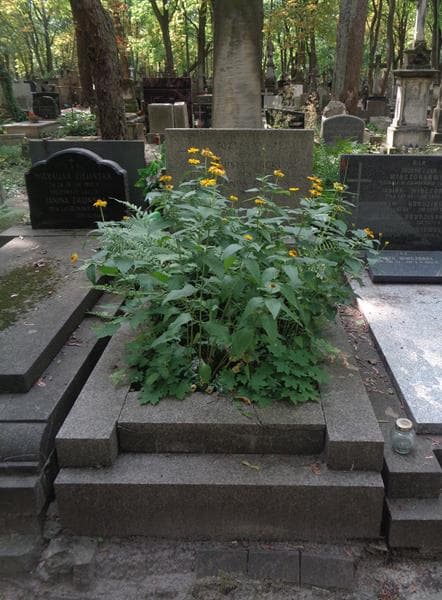 Zdjęcie grobu Justyn Bereza (1)