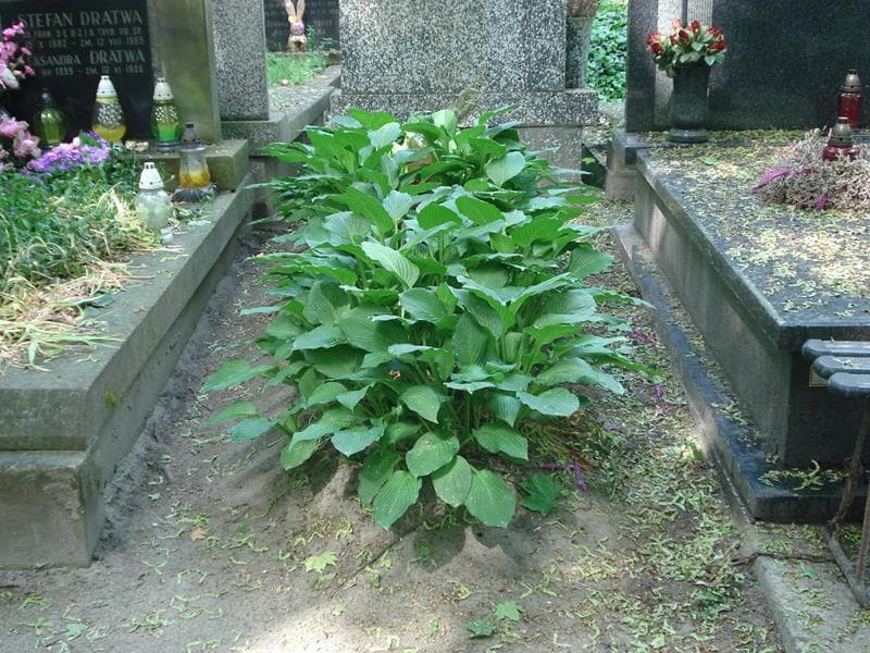 Zdjęcie grobu: Pole Grobowe