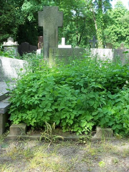 Zdjęcie grobu: Zygmunt Mierzejewski