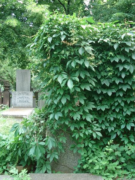 Zdjęcie grobu Zofia Drowanowska (2)