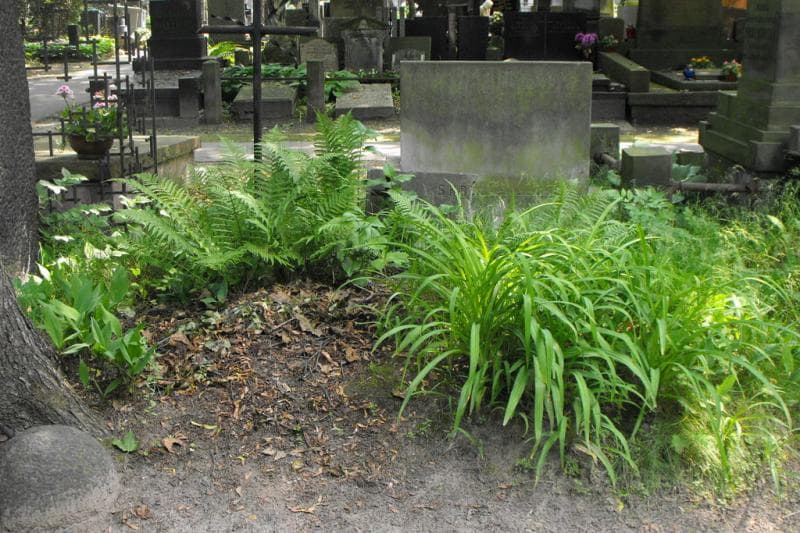 Zdjęcie grobu Gołaszewscy (1)