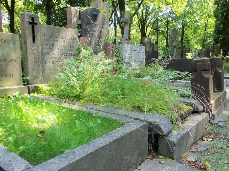 Zdjęcie grobu Zofia Gorczycka (1)