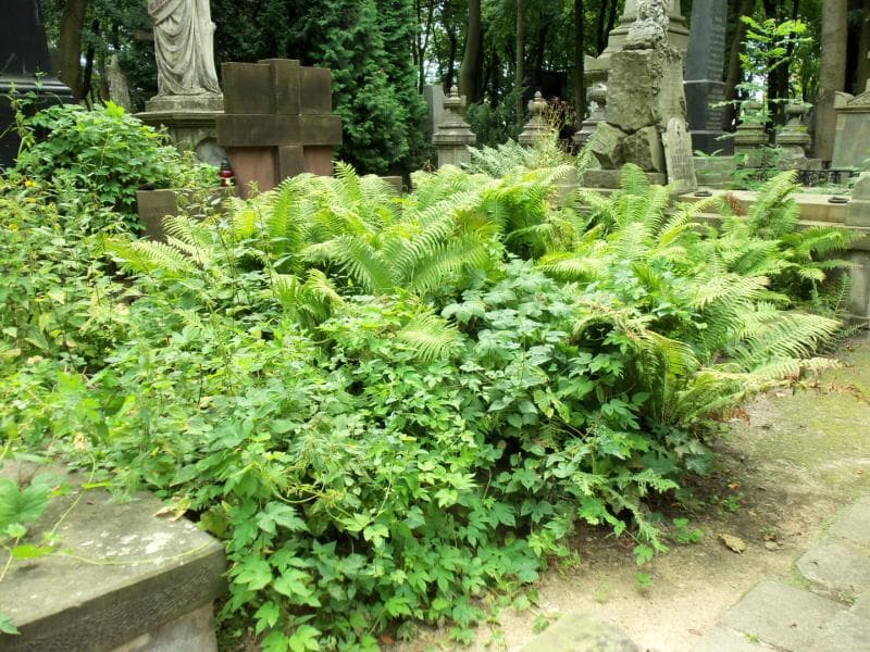 Zdjęcie grobu Maria Borakowska (1)