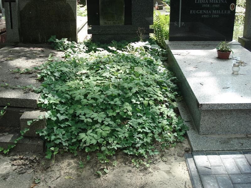 Zdjęcie grobu: Anonim
