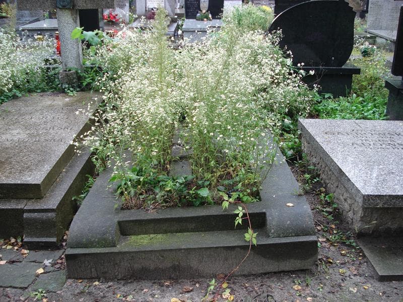 Zdjęcie grobu: Aurelia Maniłowa