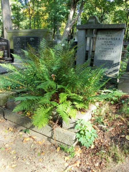 Zdjęcie grobu Stanisław Chmieliński (1)