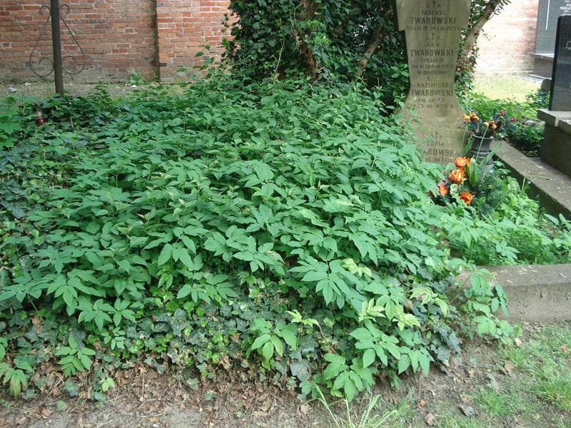 Zdjęcie grobu: Pole Grobowe