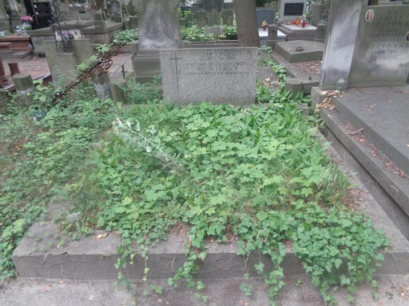 Zdjęcie grobu Aleksander Maciejewski (1)