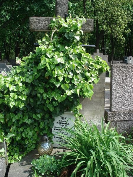 Zdjęcie grobu Wincenty Putresza (1)