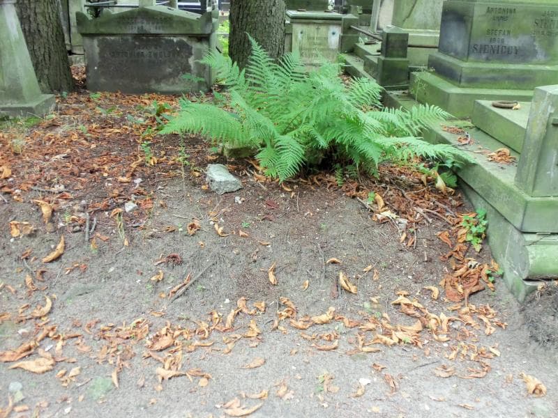 Zdjęcie grobu: Pole Grobowe