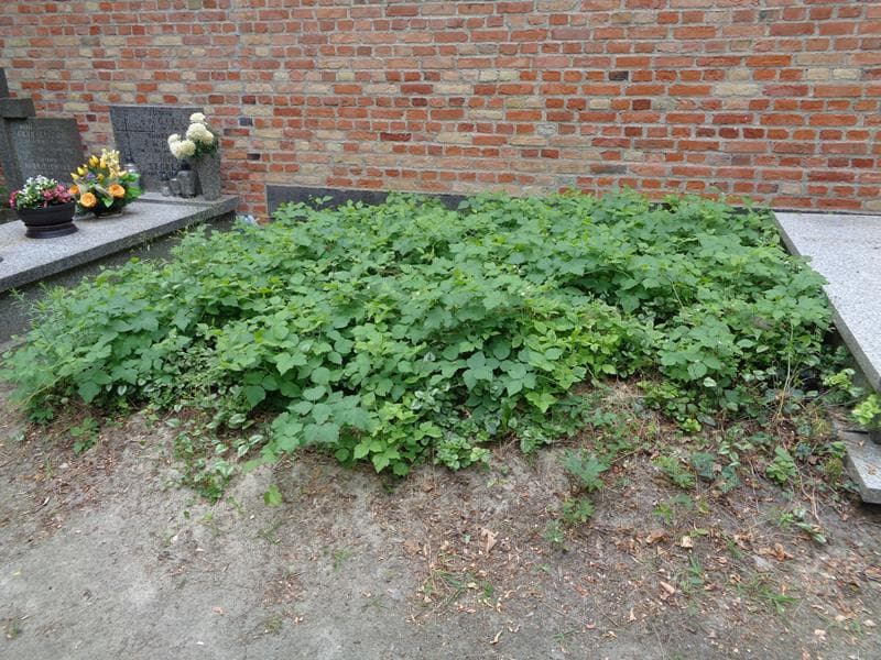 Zdjęcie grobu: Pole Grobowe