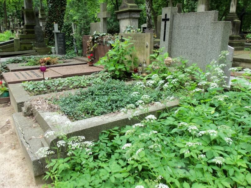 Zdjęcie grobu Karolina Perkowska (1)