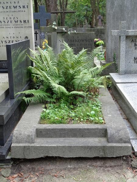 Zdjęcie grobu Ludwik Strzałkowski (1)