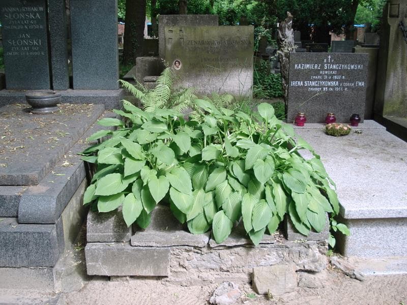Zdjęcie grobu Zenaida Kwiatkowska (1)