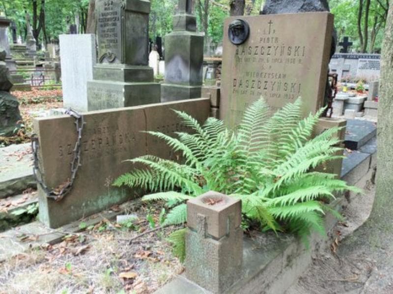 Zdjęcie grobu Wieńczysław Daszczyński (2)
